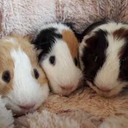 Mua chuot lang mua bo u mua guinea pig