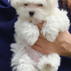 -best-ideas-about-maltese-puppies-backgrounds-with-picture-of-full-hd-for-computer