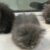 KittyNov18b