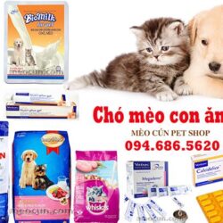 cho-meo-con-an-gi-thuc-an-cho-meo-meocunpetshop-600x400