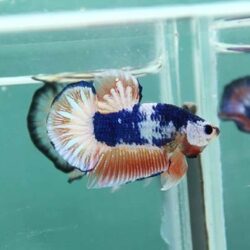 Bán cá Xiêm đá siêu đẹp gốc Thái giá rẻ TPHCM
