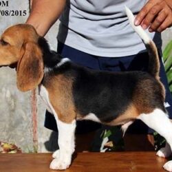 BC's Kennel - Trại chó Beagle Việt Nam