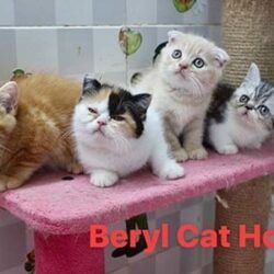 Beryl Cat House - Trại mèo Ba Tư, Anh lông ngắn TP.HCM