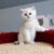 Beryl Cat House - Trại mèo Ba Tư, Anh lông ngắn TP.HCM Beryl Cat House - Trại mèo Ba Tư, Anh lông ngắn TP.HCM