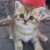 Beryl Cat House - Trại mèo Ba Tư, Anh lông ngắn TP.HCM Beryl Cat House - Trại mèo Ba Tư, Anh lông ngắn TP.HCM