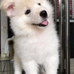 Bibi Chau - Trại chó Alaskan Malamute, Poodle TP.HCM