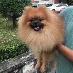 Breeder Nguyễn Đức Bình - Trại chó Pomeranian tại TP.HCM