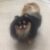 Breeder Nguyễn Đức Bình - Trại chó Pomeranian tại TP.HCM Breeder Nguyễn Đức Bình - Trại chó Pomeranian tại TP.HCM
