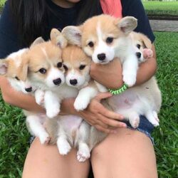 Châu Châu - Trại chó Alaskan Malamute, Corgi, Pug TP.HCM