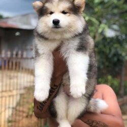 Chó cảnh Sài Gòn - Trại chó chuyên Poodle, Pom, Alaska, Pug