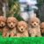 Chó cảnh Sài Gòn - Trại chó chuyên Poodle, Pom, Alaska, Pug Chó cảnh Sài Gòn - Trại chó chuyên Poodle, Pom, Alaska, Pug