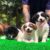 Chó cảnh Sài Gòn - Trại chó chuyên Poodle, Pom, Alaska, Pug Chó cảnh Sài Gòn - Trại chó chuyên Poodle, Pom, Alaska, Pug