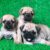 Chó cảnh Sài Gòn - Trại chó chuyên Poodle, Pom, Alaska, Pug Chó cảnh Sài Gòn - Trại chó chuyên Poodle, Pom, Alaska, Pug