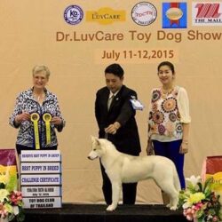 CK WOLF Siberians - Trại chó Husky thuần chủng TP.HCM