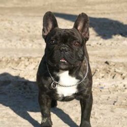 D'Diamond French Bulldog-Trại chó Bull Pháp, mèo Exotic HN