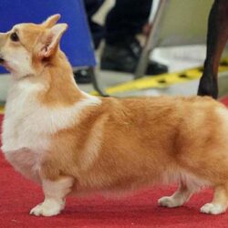 DK’s Corgi - Trại giống chó Corgi thuần chủng TP.HCM