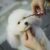 Fenix Pet Shop Biên Hòa - Dịch vụ spa, khách sạn chó mèo Fenix Pet Shop Biên Hòa - Dịch vụ spa, khách sạn chó mèo