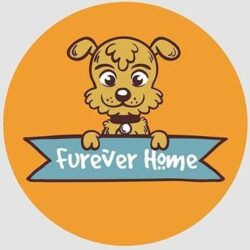 Furever Home - Trại chó Poodle uy tín tại TP.HCM