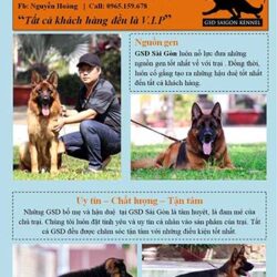 GSD Sài Gòn - Trại chó Becgie Đức tại TPHCM