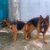 GSD Sài Gòn - Trại chó Becgie Đức tại TPHCM GSD Sài Gòn - Trại chó Becgie Đức tại TPHCM
