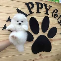 Happy Pet Shop Đà Nẵng - Phối giống, phụ kiện chó mèo