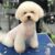 J&Pet Shop Hà Nội - Spa, khách sạn thú cưng J&Pet Shop Hà Nội - Spa, khách sạn thú cưng