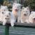 King Pet Shop - Mua bán chó mèo cảnh nhập khẩu King Pet Shop - Mua bán chó mèo cảnh nhập khẩu