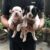 King Pet Shop - Mua bán chó mèo cảnh nhập khẩuKing Pet Shop - Mua bán chó mèo cảnh nhập khẩu King Pet Shop - Mua bán chó mèo cảnh nhập khẩuKing Pet Shop - Mua bán chó mèo cảnh nhập khẩu