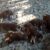 Lâm Trang Pet Shop Vinh - Phối giống chó, phụ kiện thú cưng