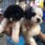 Lâm Trang Pet Shop Vinh - Phối giống chó, phụ kiện thú cưng