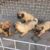 Lâm Trang Pet Shop Vinh - Phối giống chó, phụ kiện thú cưng