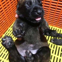 Love Malinois - Trại chó Becgie Bỉ thuần chủng Hà Nội
