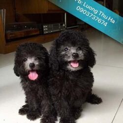 Lương Thu Hà - Trại chó Poodle uy tín Sài Gòn