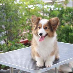 Mai Trung Hiếu - Trại chó Corgi thuần chủng TP.HCM