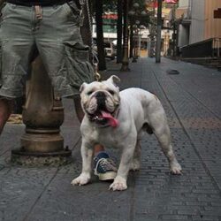 Mokabulls Duy Ái - Trại chó English Bulldog TP.HCM