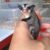 Moon Pet Shop Cần Thơ - Bán Hamster, phụ kiện thú cưng Moon Pet Shop Cần Thơ - Bán Hamster, phụ kiện thú cưng