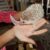 Ngọc Thơ Pet Shop - Mua bán giống chuột Hamster