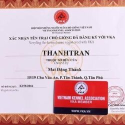 Nhân giống Thành Trân - Phối giống chó Poodle, Corgi TPHCM
