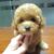 Peoc - Trại chó Alaska, Bulldog, Poodle, Husky, Pom TP.HCM