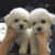 Peoc - Trại chó Alaska, Bulldog, Poodle, Husky, Pom TP.HCM