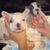 Peoc - Trại chó Alaska, Bulldog, Poodle, Husky, Pom TP.HCM