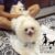 Peoc - Trại chó Alaska, Bulldog, Poodle, Husky, Pom TP.HCM