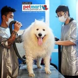 Pet Mart Đại Cồ Việt - Phụ kiện thú cưng, Spa chó mèo