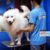 Pet Mart Khánh Hội - Phụ kiện, Spa cho thú kiểng Pet Mart Khánh Hội - Phụ kiện, Spa cho thú kiểng