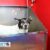 Pet Mart Khánh Hội - Phụ kiện, Spa cho thú kiểng Pet Mart Khánh Hội - Phụ kiện, Spa cho thú kiểng
