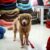 Pet Mart Nguyễn Trãi Hà Nội - Bán đồ chơi, Spa chó mèo Pet Mart Nguyễn Trãi Hà Nội - Bán đồ chơi, Spa chó mèo