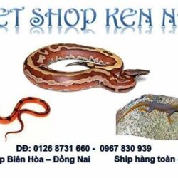 Pet Shop Ken Nhi - Bán bò sát kiểng và lưỡng cư Biên Hòa