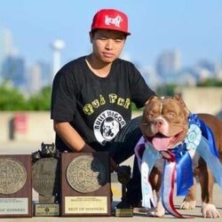 Phú Trần Bull VN - Trại chó American Bully tại TPHCM