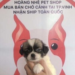 Shop thú cưng Hoàng Nhè - Mua bán chó cảnh thành phố Vinh