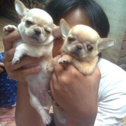 Sinh vật cảnh Toàn Phát - Trại chó Poodle, Chihuahua TP.HCM